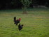 M COMME MARANS (2) - CHARENTE 