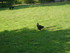 M COMME MARANS (2) - CHARENTE 