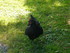 M COMME MARANS (2) - CHARENTE 