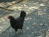 M COMME MARANS (2) - CHARENTE 
