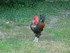 M COMME MARANS (2) - CHARENTE 