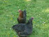 M COMME MARANS (2) - CHARENTE 