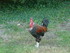 M COMME MARANS (2) - CHARENTE 