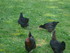 M COMME MARANS (2) - CHARENTE 
