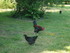 M COMME MARANS (2) - CHARENTE 