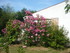 M COMME MARANS (3) - CHARENTE 