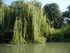 M COMME MARANS (3) - CHARENTE 