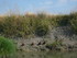 M COMME MARANS (3) - CHARENTE 