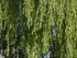 M COMME MARANS (3) - CHARENTE 