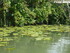M COMME MARANS (4) - CHARENTE 