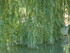 M COMME MARANS (4) - CHARENTE 