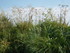 M COMME MARANS (5) - CHARENTE 