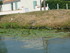 M COMME MARANS (5) - CHARENTE 