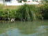 M COMME MARANS (5) - CHARENTE 