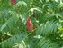 M COMME MARANS (5) - CHARENTE 