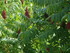 M COMME MARANS (5) - CHARENTE 