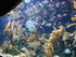 A COMME AQUARIUM - LA ROCHELLE