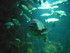 A COMME AQUARIUM - LA ROCHELLE