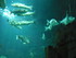 A COMME AQUARIUM - LA ROCHELLE