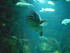 A COMME AQUARIUM - LA ROCHELLE