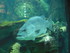 A COMME AQUARIUM - LA ROCHELLE