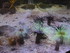 A COMME AQUARIUM - LA ROCHELLE