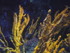 A COMME AQUARIUM (2) - LA ROCH