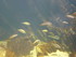 A COMME AQUARIUM (2) - LA ROCH