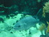 A COMME AQUARIUM (2) - LA ROCH