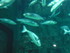 A COMME AQUARIUM (2) - LA ROCH