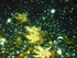 A COMME AQUARIUM (2) - LA ROCH