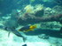 A COMME AQUARIUM (2) - LA ROCH
