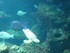 A COMME AQUARIUM (2) - LA ROCH