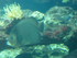 A COMME AQUARIUM (2) - LA ROCH