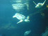 A COMME AQUARIUM (2) - LA ROCH