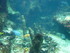 A COMME AQUARIUM (2) - LA ROCH