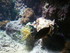 A COMME AQUARIUM (2) - LA ROCH