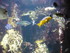A COMME AQUARIUM (2) - LA ROCH