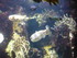 A COMME AQUARIUM (2) - LA ROCH