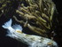 A COMME AQUARIUM (2) - LA ROCH