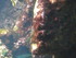A COMME AQUARIUM (2) - LA ROCH