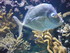 A COMME AQUARIUM (2) - LA ROCH