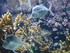 A COMME AQUARIUM (2) - LA ROCH
