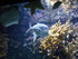 A COMME AQUARIUM (2) - LA ROCH