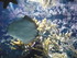 A COMME AQUARIUM (2) - LA ROCH