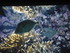 A COMME AQUARIUM (2) - LA ROCH