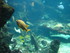 A COMME AQUARIUM (2) - LA ROCH