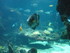 A COMME AQUARIUM (3) - LA ROCH
