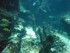 A COMME AQUARIUM (3) - LA ROCH