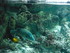 A COMME AQUARIUM (3) - LA ROCH